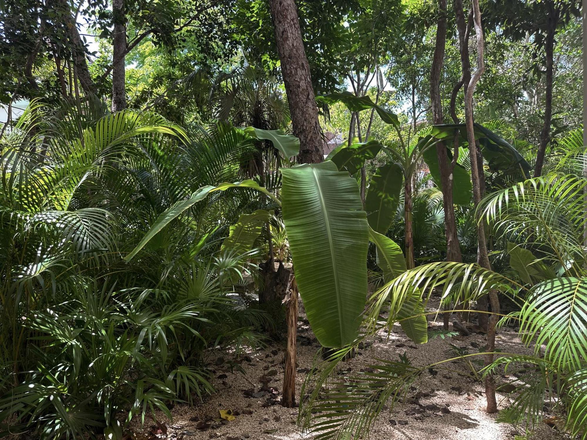 Ophelia Tulum Condo In Aldea Zama Exteriér fotografie